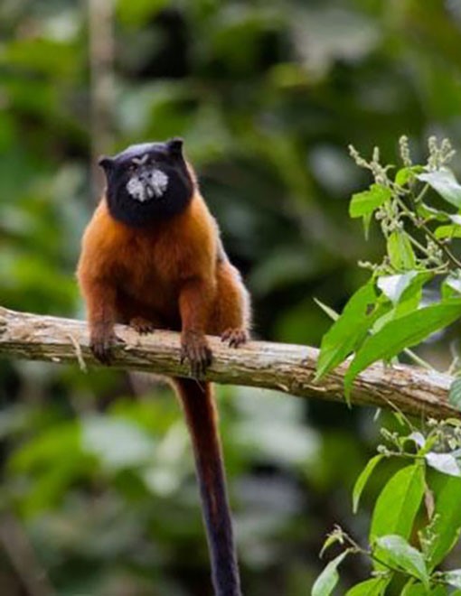 Travel amazonia ecuador, turismo amazonia ecuador, hoteles amazonia ecuador, alojamiento amazonia ecuador, tours amazonia ecuador, amazonia ecuador travel, amazonia ecuador lodge, restaurantes amazonia ecuador, donde comer amazonia ecuador, habitaciones amazonia ecuador, caba�as amazonia ecuador, hospedaje amazonia ecuador, donde dormir amazonia ecuador, jungle ecuador.